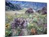 Arrowleaf Balsamroot and Indian Paintbrush, Imnaha River Canyon Rim, Oregon, USA-William Sutton-Mounted Photographic Print