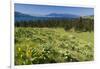 Arrowleaf Balsamroot Blooming on Wild Horse Island State Park, Montana, USA-Chuck Haney-Framed Photographic Print