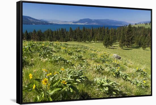 Arrowleaf Balsamroot Blooming on Wild Horse Island State Park, Montana, USA-Chuck Haney-Framed Stretched Canvas