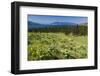 Arrowleaf Balsamroot Blooming on Wild Horse Island State Park, Montana, USA-Chuck Haney-Framed Photographic Print