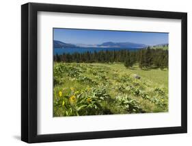 Arrowleaf Balsamroot Blooming on Wild Horse Island State Park, Montana, USA-Chuck Haney-Framed Photographic Print