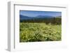 Arrowleaf Balsamroot Blooming on Wild Horse Island State Park, Montana, USA-Chuck Haney-Framed Photographic Print