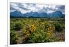 Arrowleaf balsamroot, Grand Tetons, Grand Teton National Park, Wyoming, USA-Roddy Scheer-Framed Photographic Print