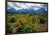 Arrowleaf balsamroot, Grand Tetons, Grand Teton National Park, Wyoming, USA-Roddy Scheer-Framed Photographic Print