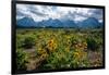 Arrowleaf balsamroot, Grand Tetons, Grand Teton National Park, Wyoming, USA-Roddy Scheer-Framed Photographic Print