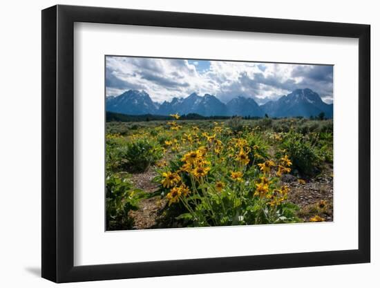 Arrowleaf balsamroot, Grand Tetons, Grand Teton National Park, Wyoming, USA-Roddy Scheer-Framed Photographic Print