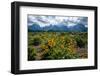 Arrowleaf balsamroot, Grand Tetons, Grand Teton National Park, Wyoming, USA-Roddy Scheer-Framed Photographic Print