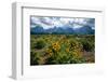 Arrowleaf balsamroot, Grand Tetons, Grand Teton National Park, Wyoming, USA-Roddy Scheer-Framed Photographic Print