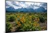 Arrowleaf balsamroot, Grand Tetons, Grand Teton National Park, Wyoming, USA-Roddy Scheer-Mounted Photographic Print