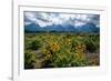 Arrowleaf balsamroot, Grand Tetons, Grand Teton National Park, Wyoming, USA-Roddy Scheer-Framed Photographic Print