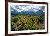 Arrowleaf balsamroot, Grand Tetons, Grand Teton National Park, Wyoming, USA-Roddy Scheer-Framed Photographic Print