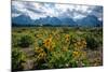 Arrowleaf balsamroot, Grand Tetons, Grand Teton National Park, Wyoming, USA-Roddy Scheer-Mounted Photographic Print
