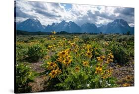 Arrowleaf balsamroot, Grand Tetons, Grand Teton National Park, Wyoming, USA-Roddy Scheer-Stretched Canvas