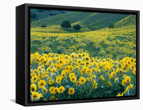Arrowleaf Balsamroot in Bloom, Foothills of Bear River Range Above Cache Valley, Utah, Usa-Scott T^ Smith-Framed Stretched Canvas