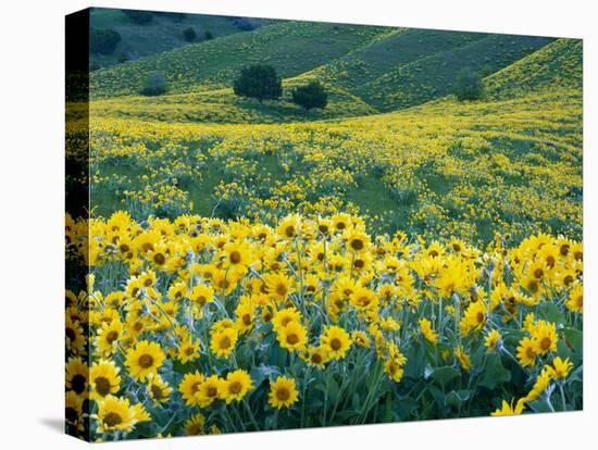 Arrowleaf Balsamroot in Bloom, Foothills of Bear River Range Above Cache Valley, Utah, Usa-Scott T^ Smith-Stretched Canvas