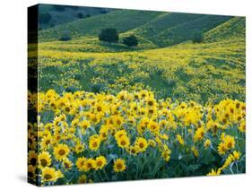 Arrowleaf Balsamroot in Bloom, Foothills of Bear River Range Above Cache Valley, Utah, Usa-Scott T^ Smith-Stretched Canvas