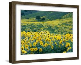 Arrowleaf Balsamroot in Bloom, Foothills of Bear River Range Above Cache Valley, Utah, Usa-Scott T^ Smith-Framed Photographic Print