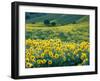 Arrowleaf Balsamroot in Bloom, Foothills of Bear River Range Above Cache Valley, Utah, Usa-Scott T^ Smith-Framed Photographic Print