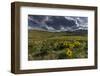 Arrowleaf balsamroot in the hills at the National Bison Range in Moiese, Montana, USA-Chuck Haney-Framed Photographic Print