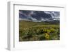 Arrowleaf balsamroot in the hills at the National Bison Range in Moiese, Montana, USA-Chuck Haney-Framed Photographic Print