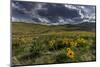 Arrowleaf balsamroot in the hills at the National Bison Range in Moiese, Montana, USA-Chuck Haney-Mounted Photographic Print