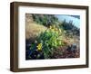 Arrowleaf Balsamroot in the McCall Nature Preserve, Oregon, USA-William Sutton-Framed Photographic Print
