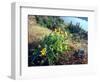 Arrowleaf Balsamroot in the McCall Nature Preserve, Oregon, USA-William Sutton-Framed Photographic Print