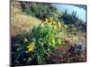 Arrowleaf Balsamroot in the McCall Nature Preserve, Oregon, USA-William Sutton-Mounted Photographic Print