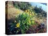Arrowleaf Balsamroot in the McCall Nature Preserve, Oregon, USA-William Sutton-Stretched Canvas
