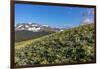 Arrowleaf balsamroot wildflowers along the Rocky Mountain Front near East Glacier, Montana, USA-Chuck Haney-Framed Photographic Print