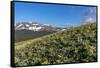 Arrowleaf balsamroot wildflowers along the Rocky Mountain Front near East Glacier, Montana, USA-Chuck Haney-Framed Stretched Canvas