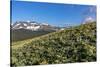 Arrowleaf balsamroot wildflowers along the Rocky Mountain Front near East Glacier, Montana, USA-Chuck Haney-Stretched Canvas