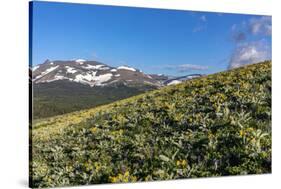 Arrowleaf balsamroot wildflowers along the Rocky Mountain Front near East Glacier, Montana, USA-Chuck Haney-Stretched Canvas