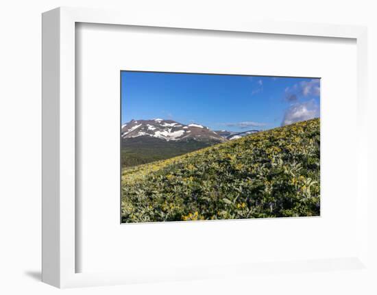 Arrowleaf balsamroot wildflowers along the Rocky Mountain Front near East Glacier, Montana, USA-Chuck Haney-Framed Photographic Print