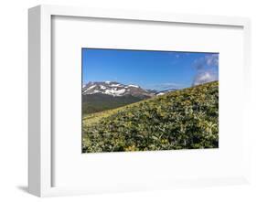 Arrowleaf balsamroot wildflowers along the Rocky Mountain Front near East Glacier, Montana, USA-Chuck Haney-Framed Photographic Print