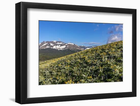 Arrowleaf balsamroot wildflowers along the Rocky Mountain Front near East Glacier, Montana, USA-Chuck Haney-Framed Photographic Print