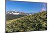 Arrowleaf balsamroot wildflowers along the Rocky Mountain Front near East Glacier, Montana, USA-Chuck Haney-Mounted Photographic Print