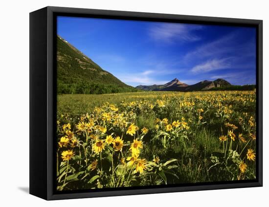 Arrowleaf balsomroot covers the praire, Waterton Lakes National Park, Alberta, Canada-Chuck Haney-Framed Stretched Canvas
