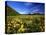 Arrowleaf balsomroot covers the praire, Waterton Lakes National Park, Alberta, Canada-Chuck Haney-Stretched Canvas