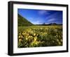 Arrowleaf balsomroot covers the praire, Waterton Lakes National Park, Alberta, Canada-Chuck Haney-Framed Photographic Print