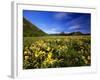 Arrowleaf balsomroot covers the praire, Waterton Lakes National Park, Alberta, Canada-Chuck Haney-Framed Photographic Print