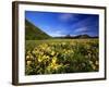 Arrowleaf balsomroot covers the praire, Waterton Lakes National Park, Alberta, Canada-Chuck Haney-Framed Photographic Print