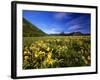 Arrowleaf balsomroot covers the praire, Waterton Lakes National Park, Alberta, Canada-Chuck Haney-Framed Photographic Print