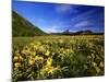 Arrowleaf balsomroot covers the praire, Waterton Lakes National Park, Alberta, Canada-Chuck Haney-Mounted Photographic Print