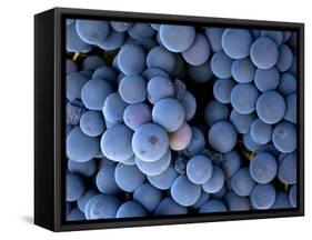 Arroye Grande, California: a Central Coast Winery-Ian Shive-Framed Stretched Canvas