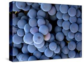 Arroye Grande, California: a Central Coast Winery-Ian Shive-Stretched Canvas