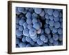 Arroye Grande, California: a Central Coast Winery-Ian Shive-Framed Photographic Print