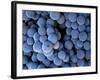 Arroye Grande, California: a Central Coast Winery-Ian Shive-Framed Photographic Print