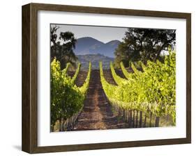 Arroye Grande, California: a Central Coast Winery-Ian Shive-Framed Photographic Print