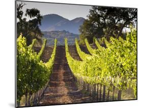 Arroye Grande, California: a Central Coast Winery-Ian Shive-Mounted Photographic Print